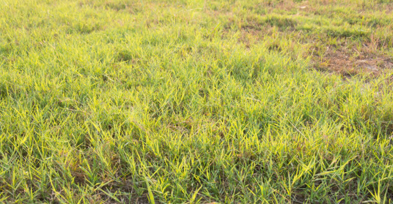 ©Image Credit: Achira22 /Shutterstock