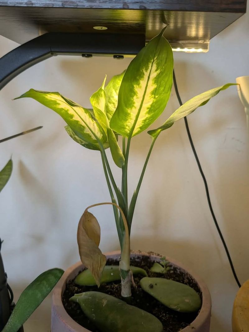 Not Enough Light Indoors