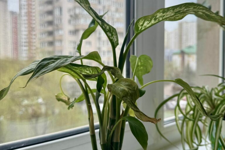 wilted dieffenbachia