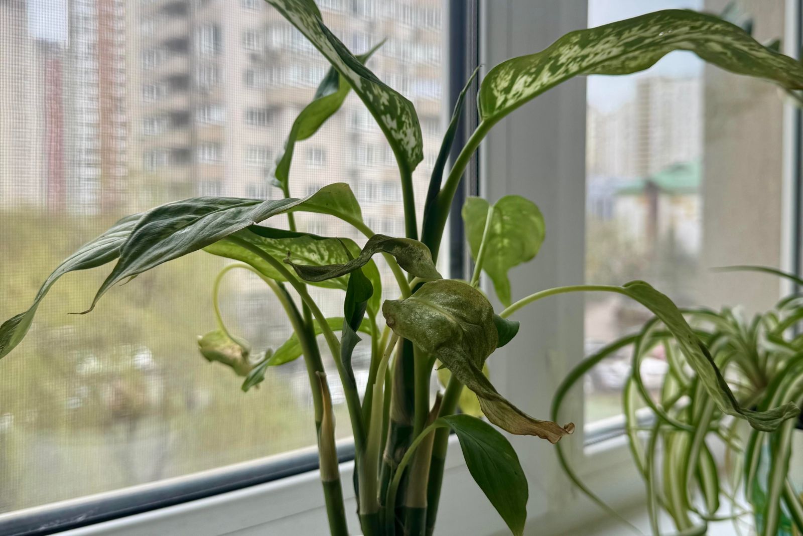 wilted dieffenbachia