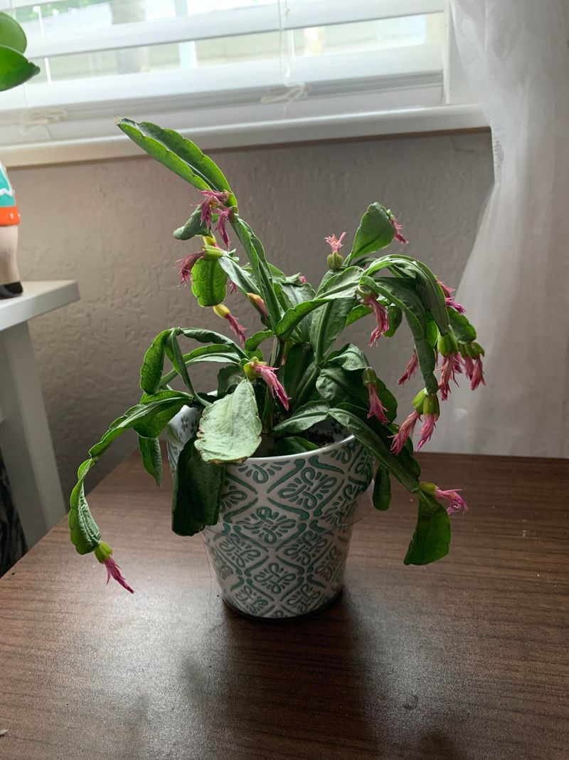 Humidity Can Keep Soil Too Wet And Stress The Roots