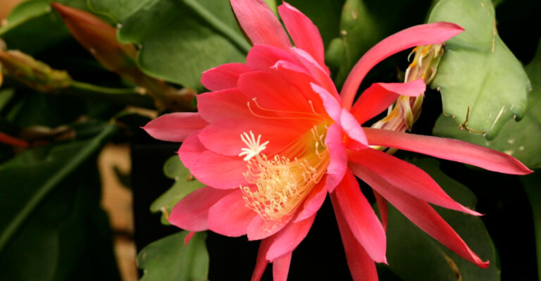 Why Your Easter Cactus Struggles In Florida’s Humidity (And How To Fix It)