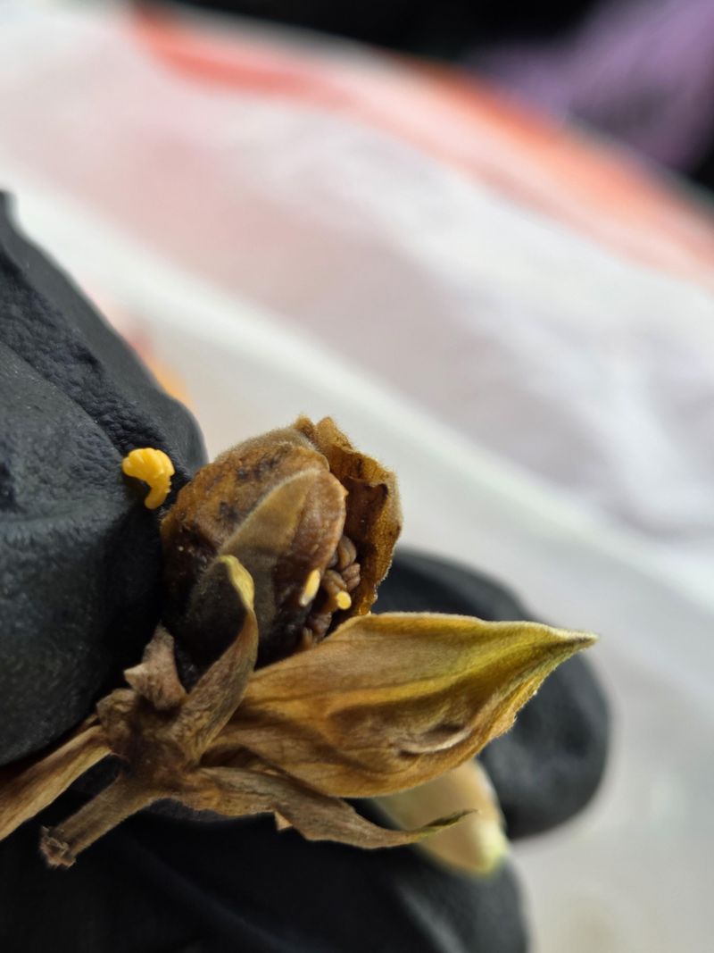 Tiny Bud Pests Can Stop Blooms Before They Start