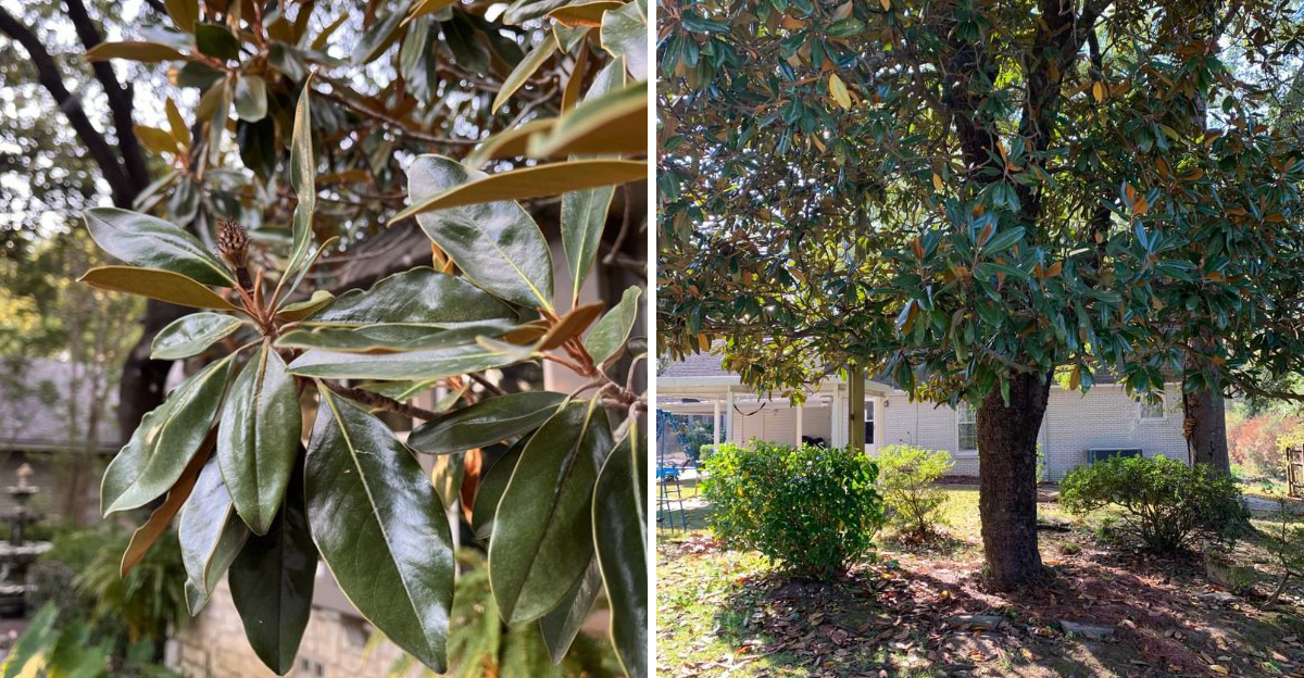 magnolia leaves