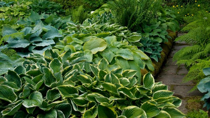 Crowded Clumps Reduce Growth And Leaf Size Over Time