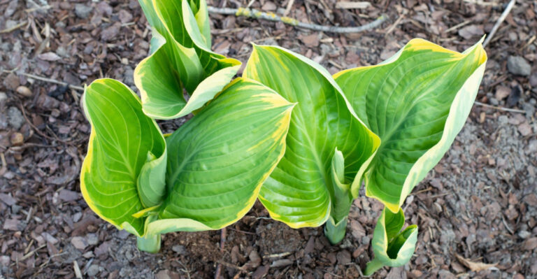 Why Your Hostas Get Smaller Each Year In Ohio