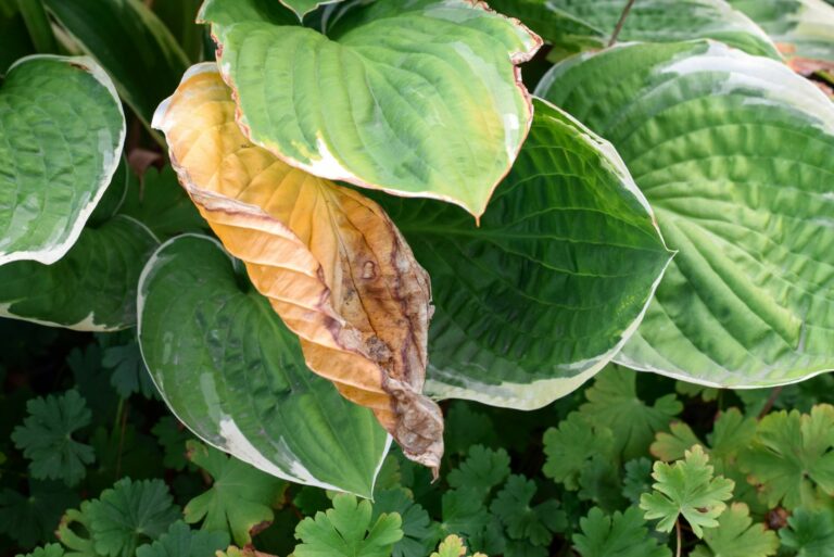 wilted hostas