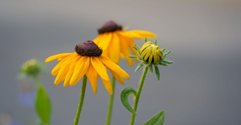 Why Your Ohio Black Eyed Susans Look Terrible After The First Year