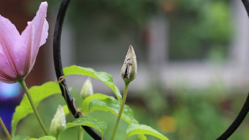 You Might Be Pruning Away The Flower Show