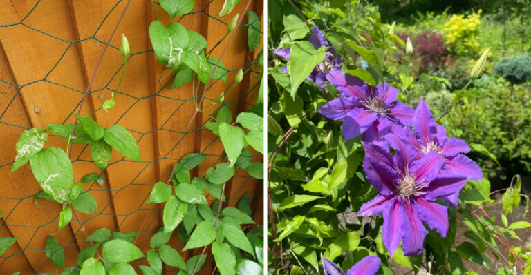 clematis