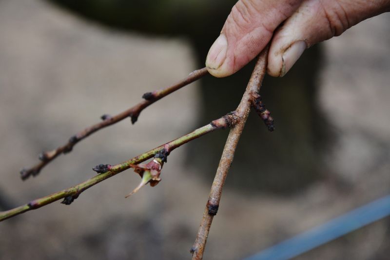 Insufficient Winter Chill Hours Can Prevent Fruit Set