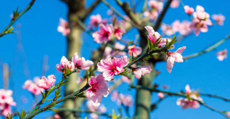 Why Your Texas Peach Tree Blooms But Never Produces Fruit