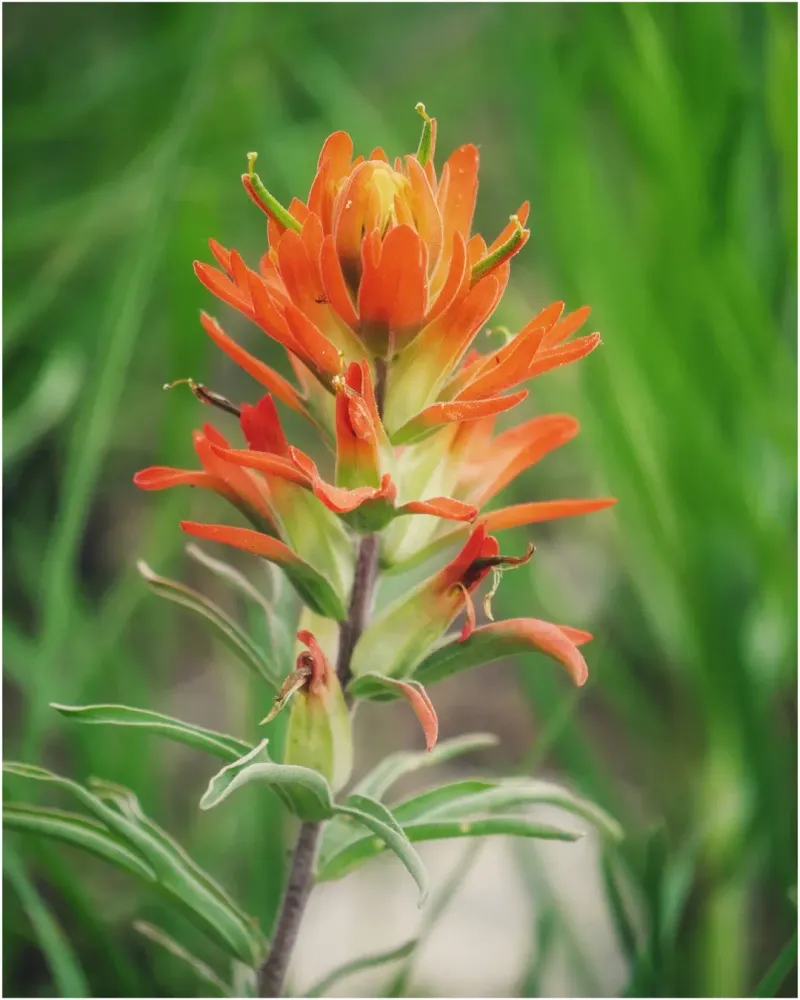 Texas Paintbrush 