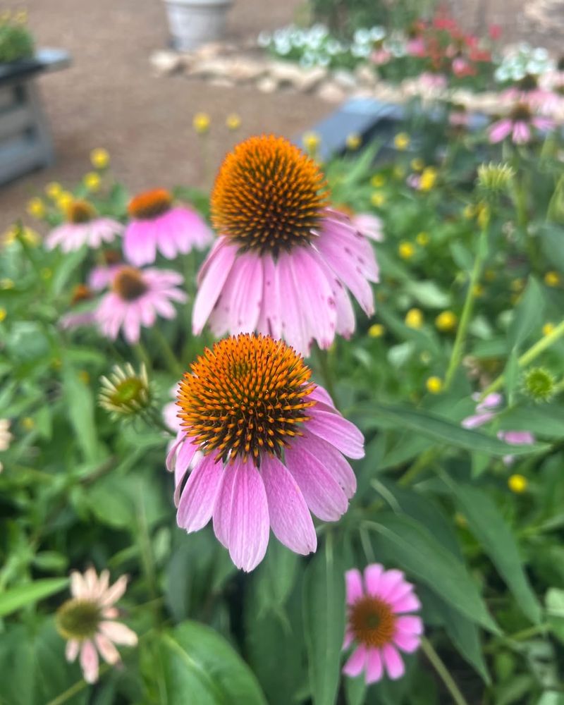 Purple Coneflower