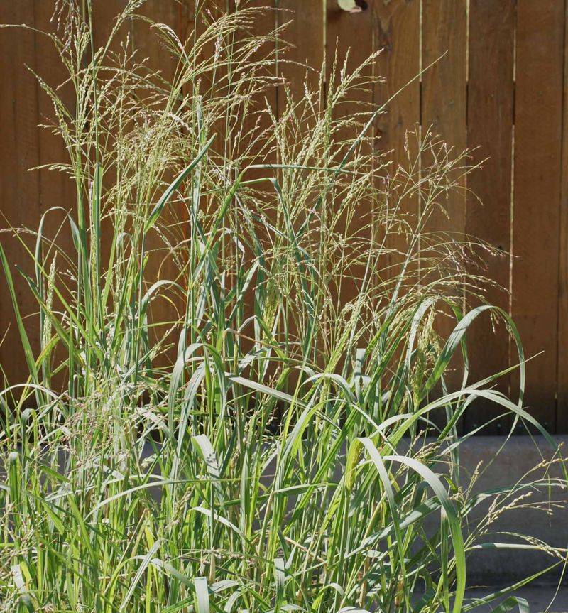 Switchgrass 
