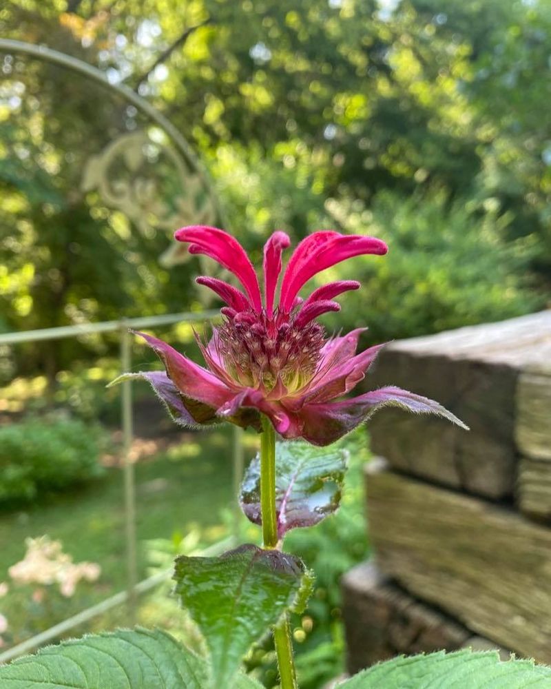 Eastern Bee Balm 