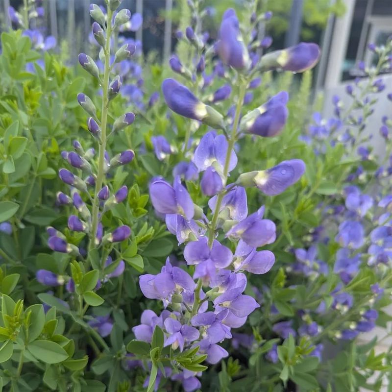 Blue Wild Indigo 