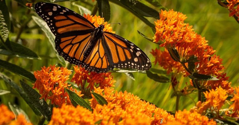 Butterfly Weed