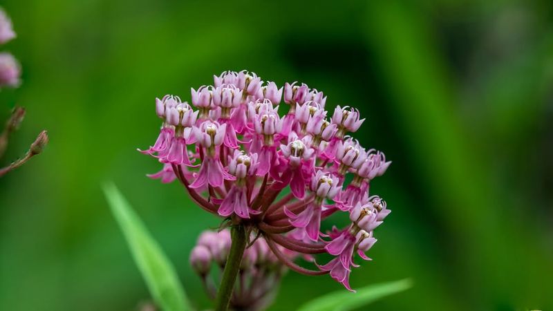 Swamp Milkweed Essential For Monarch Support