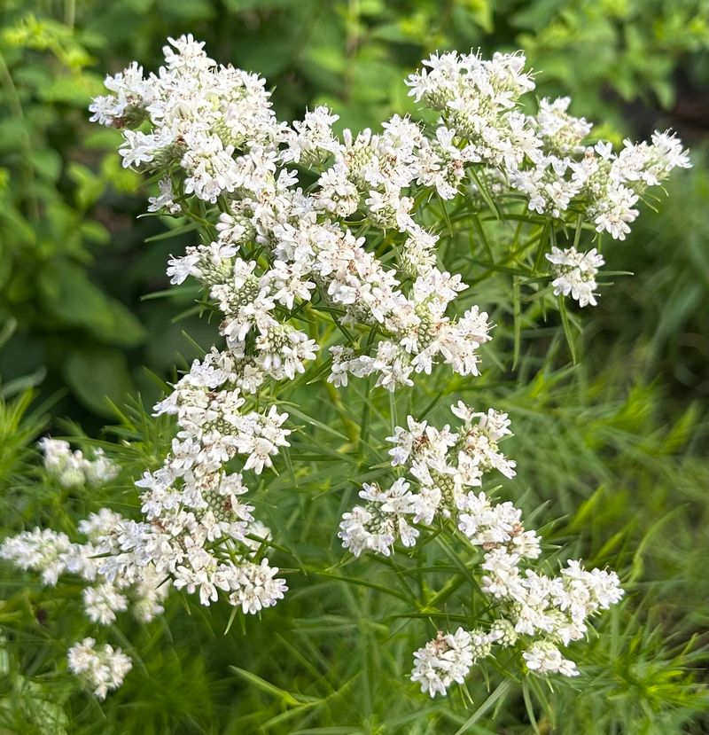 Narrow-Leaved Mountain Mint Energizes Sunny Beds