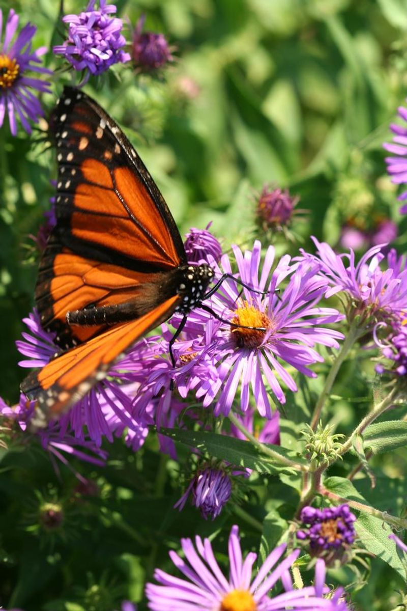 New England Aster Lighting Up Late Season Gardens