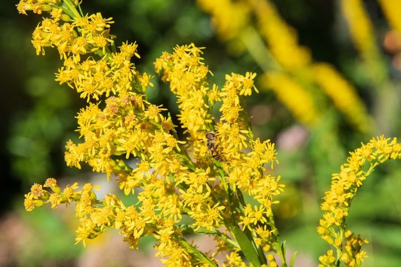 Goldenrod For Late Season Cover And Insect Activity