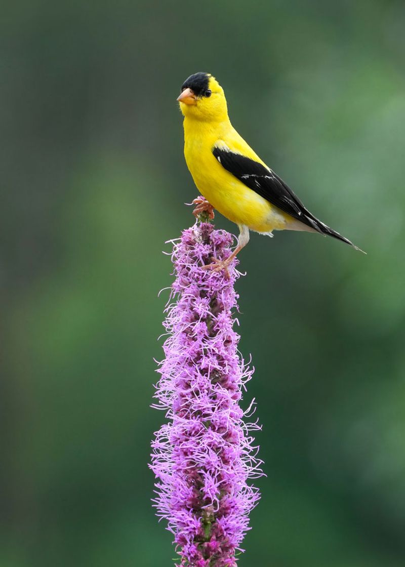 Dense Blazing Star Adds Color And Seedhead Appeal