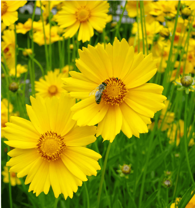 Coreopsis (Coreopsis Lanceolata)