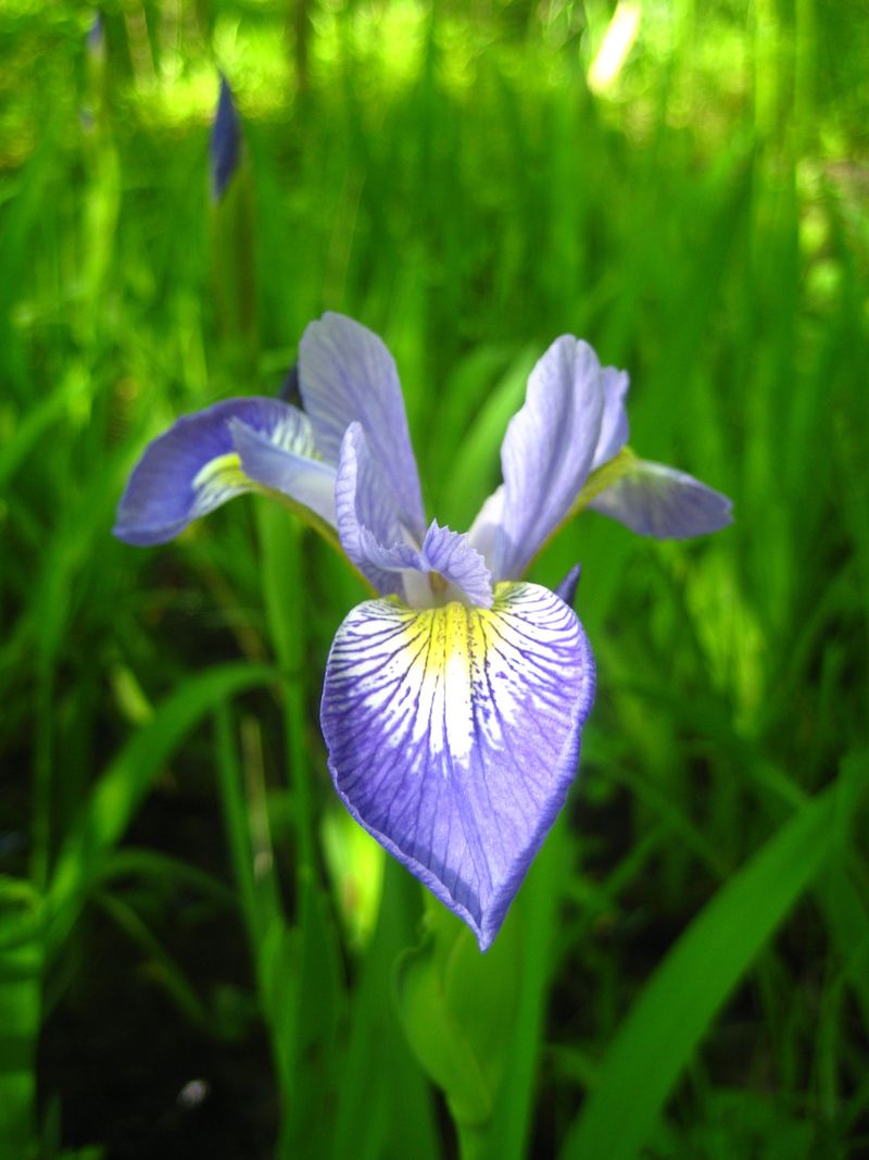 Wild Blue Flag (Iris versicolor)