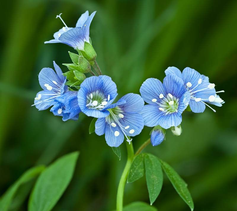 Jacob's Ladder (Polemonium reptans)