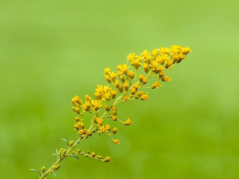 Goldenrod Adds Structure And Seasonal Habitat