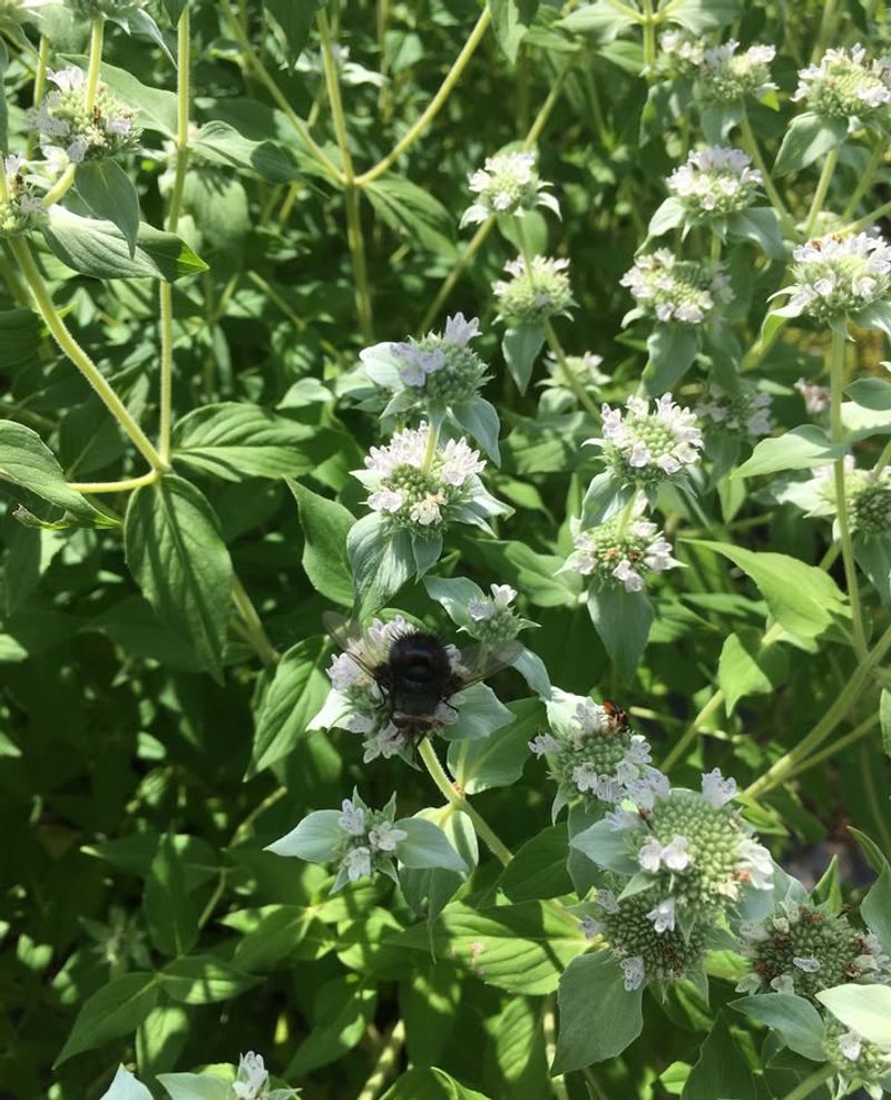 Mountain Mint