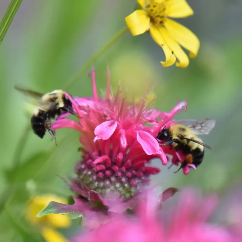 Bee Balm