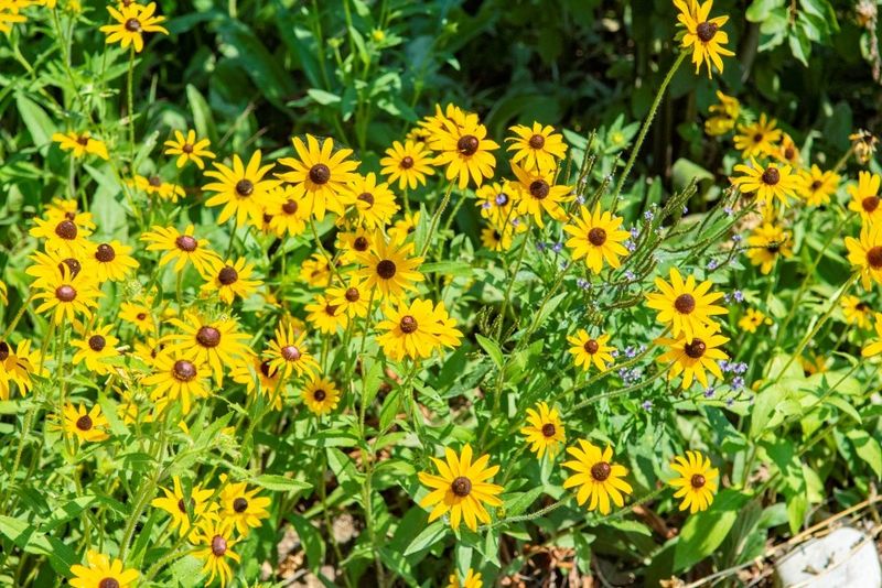 Black-Eyed Susan (Rudbeckia Hirta)