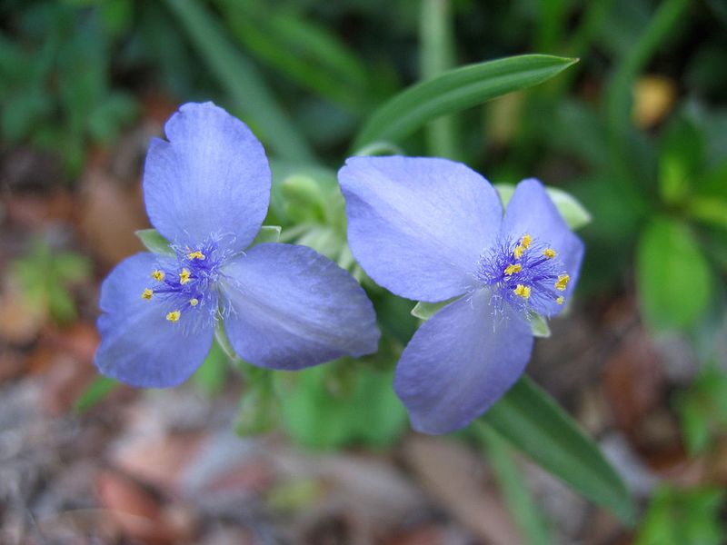 Spiderwort Handles Changing Conditions With Ease