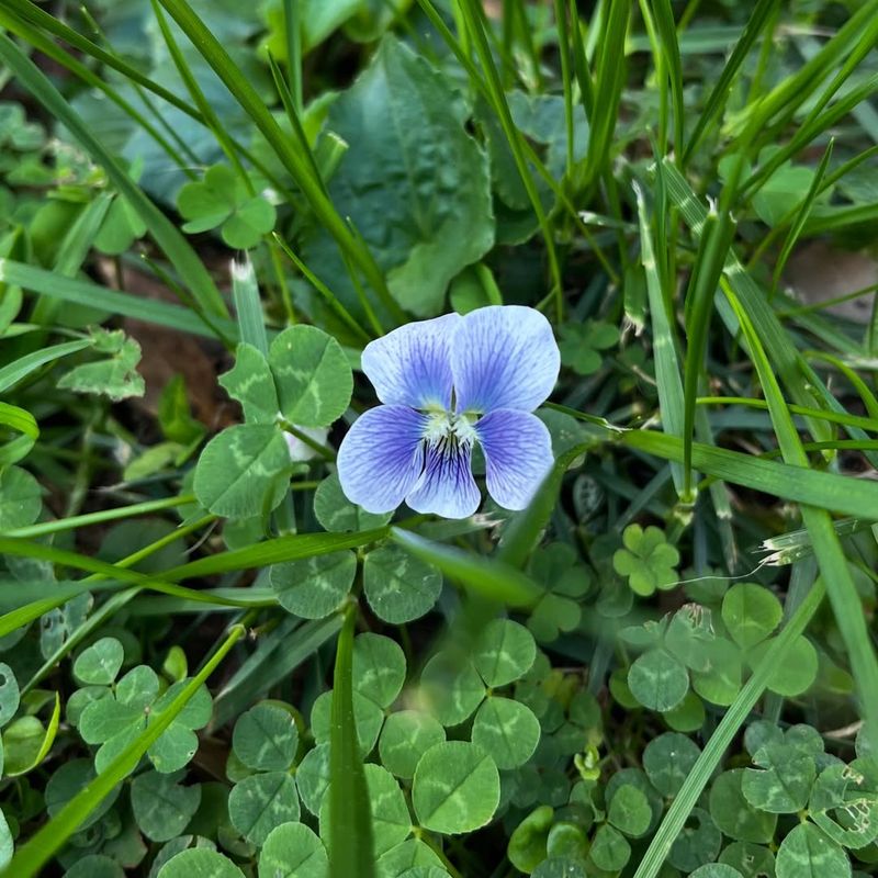 Common Blue Violet Quietly Taking Over