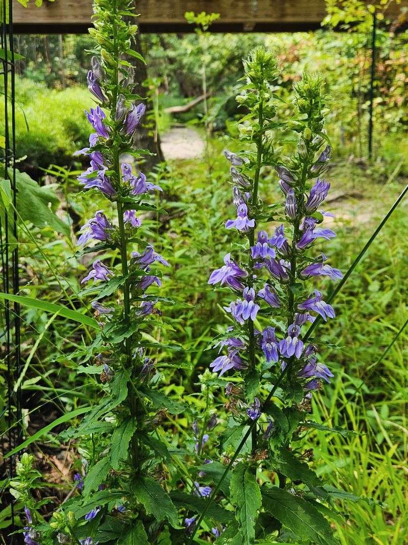 Great Blue Lobelia For Late Season Color