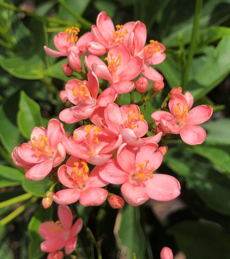 Jatropha Dominating With Bright Blooms And Structure