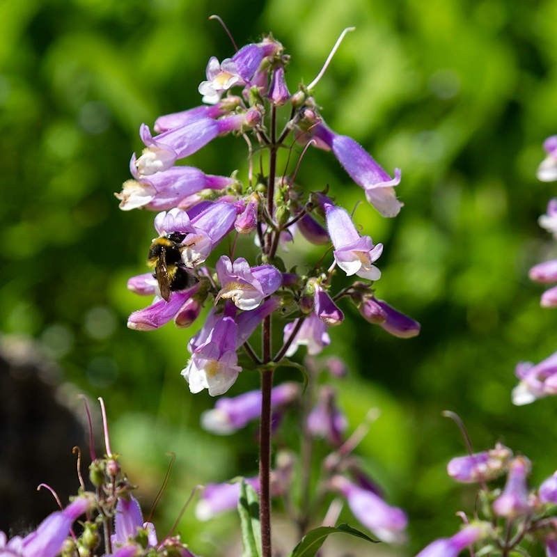 Hairy Beardtongue