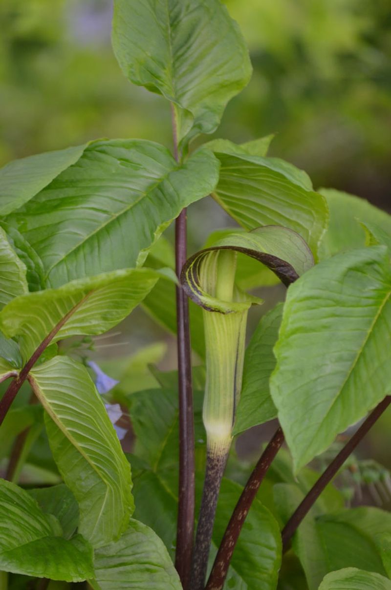 Trillium And Jack-In-The-Pulpit