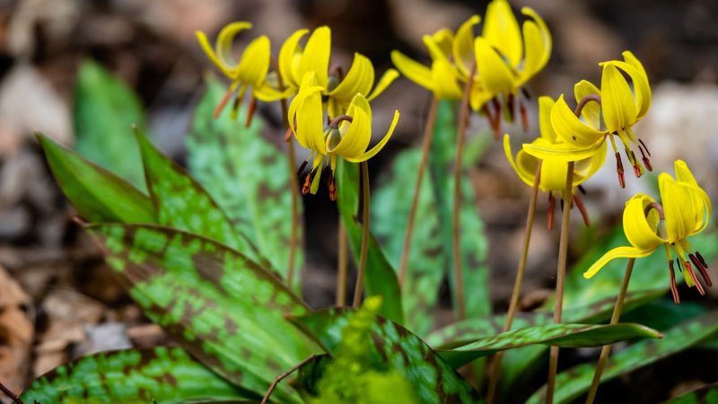 Trout Lily (Erythronium Americanum)