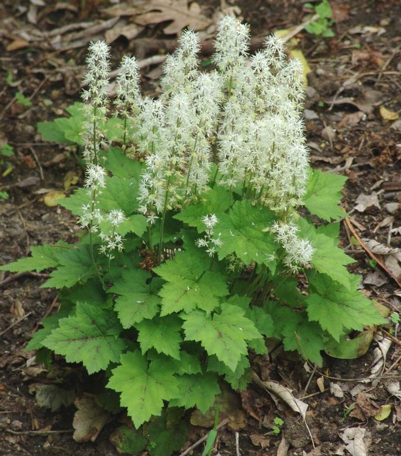 Foamflower (Tiarella Cordifolia)