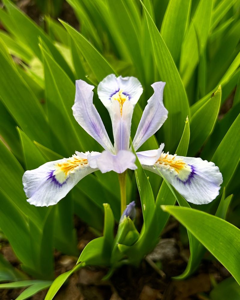 Crested Iris (Iris Cristata)