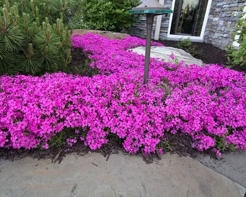 Creeping Phlox (Phlox Stolonifera)