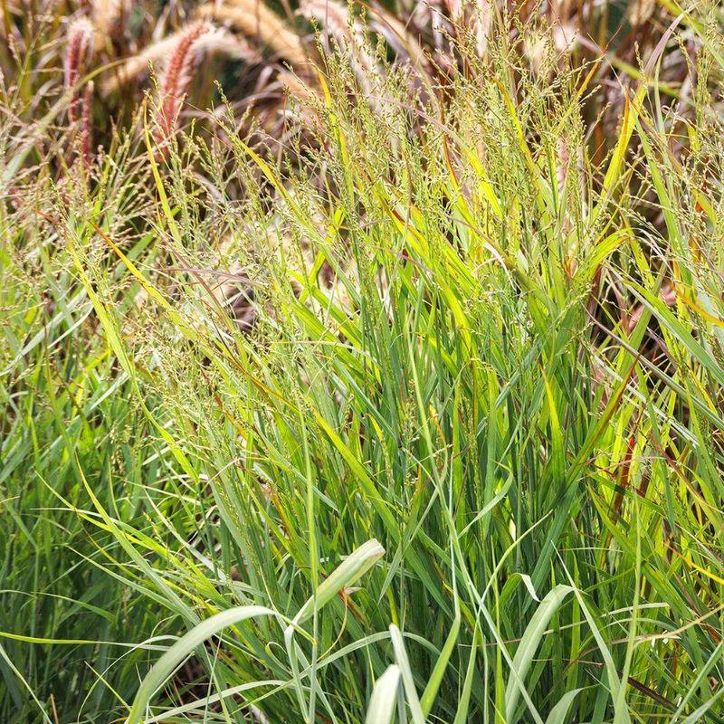 Switchgrass (Panicum Virgatum)