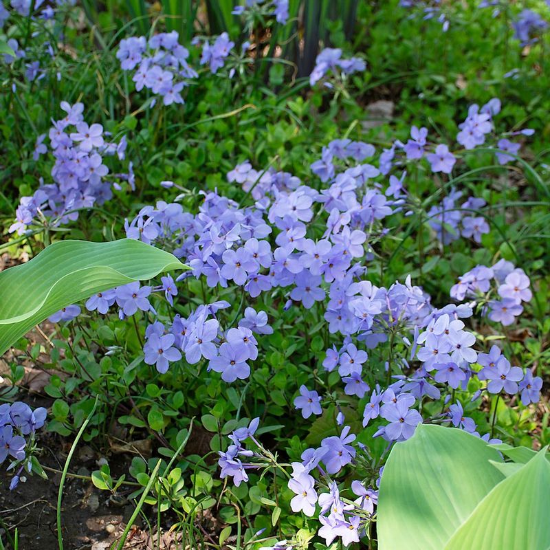 Creeping Phlox (Phlox stolonifera)