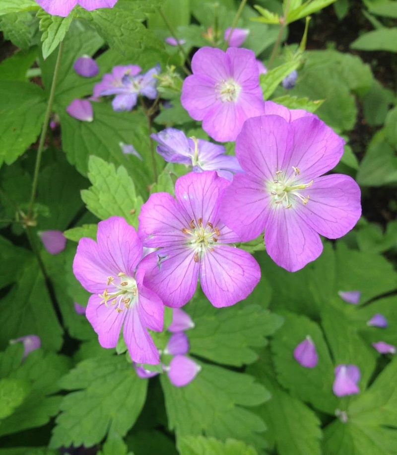Wild Geranium (Geranium maculatum)
