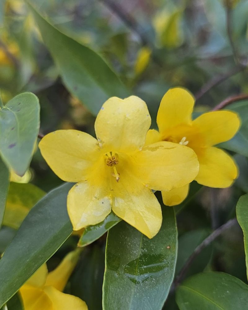 Carolina Jessamine (Gelsemium sempervirens)