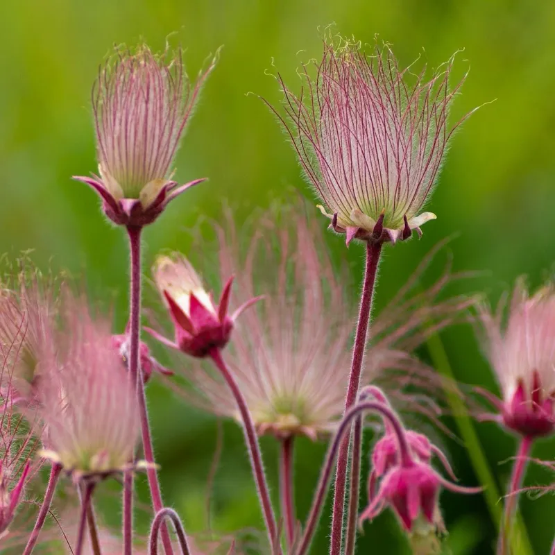 Prairie Smoke (Geum triflorum)