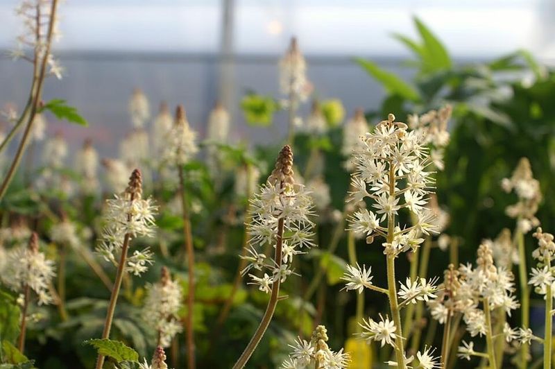 Foamflower Prefers Cool Conditions And Early Planting